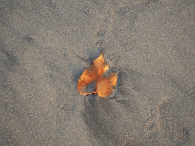 Kumsaldaki kumların üzerinde uzanan sarı yaprağın üst görüntüsü, yakın plan..