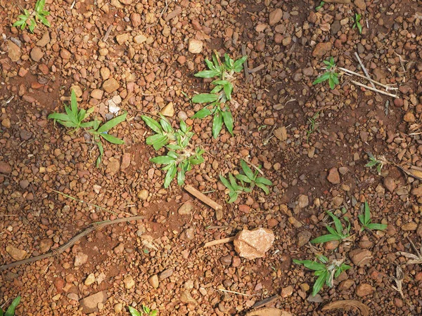 Grass Sprouts Sprout Stony Ground Top View — Stock Photo, Image