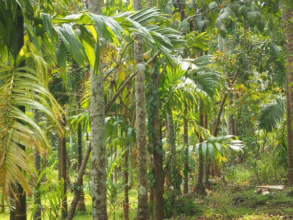 Uma Cena Olhando Diretamente Para Floresta Tropical Índia Plantações Especiarias — Fotografia de Stock