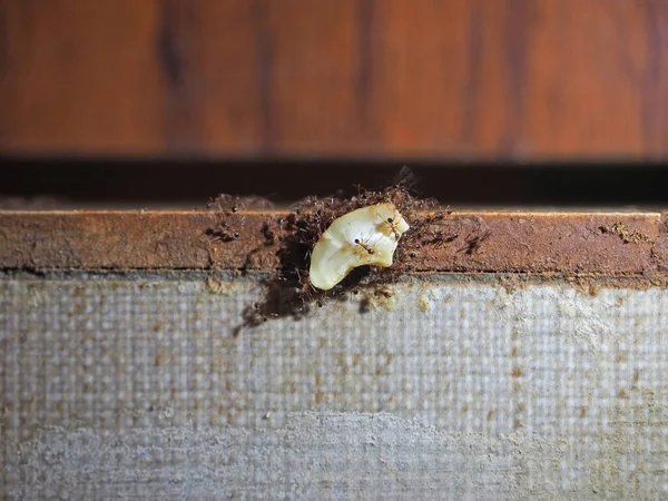 Formigas Juntas Levar Castanha Caju Para Sua Toca Trabalho Equipe — Fotografia de Stock