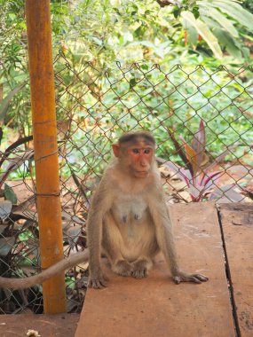 Maymun masada oturuyor..