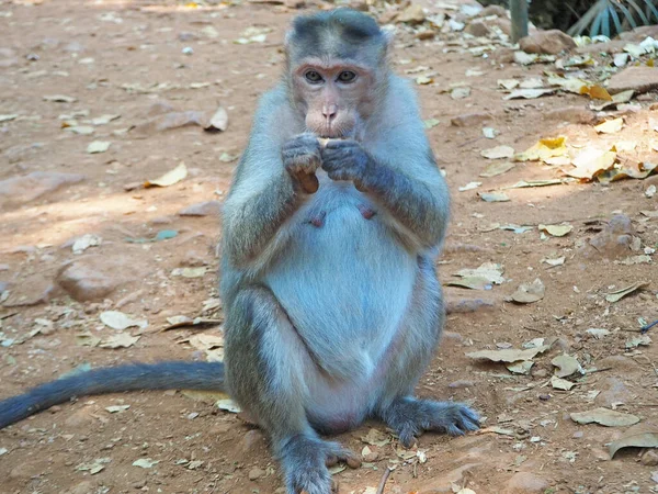 Jungle Monkey Sits Peeling Eating Peanuts Park Visitors — Stock Photo, Image
