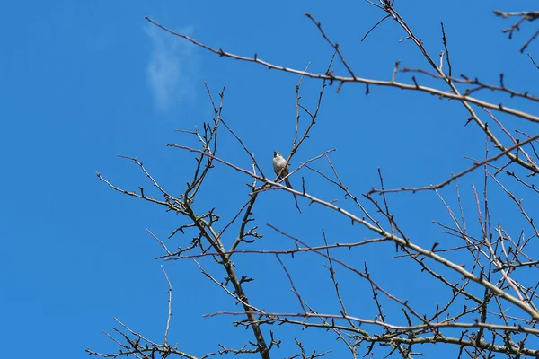 Sparrow Sits Tree Branch Bright Blue Sky — Stock Photo, Image