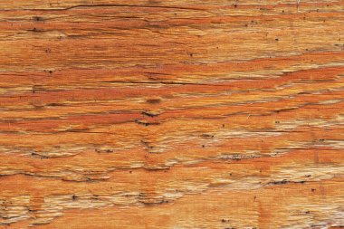 Bir çam ağacının dokusuna yakın plan.