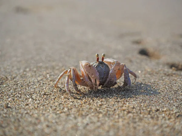 Pískový Krab Pláži Zblízka Ráno — Stock fotografie