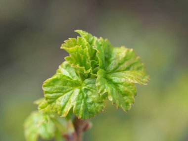 Genç üzümlü yapraklar ilkbaharın başlarında Bush 'ta yetişir. Bahçe işleri ve iştirakçilik kavramı