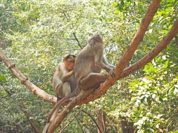 Los Monos Sientan Árbol Uno Limpia Piel Del Otro Cuidarse — Foto de Stock