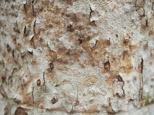 Primer Plano Corteza Del Árbol Canela Corteza Del Árbol Una —  Fotos de Stock