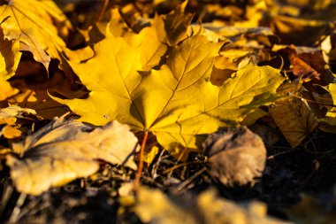 Nord Bohemya 'da Sihirli Sonbahar