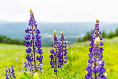 Güzel mavi çiçekler ve yeşil otlarla dolu yaz çayırı