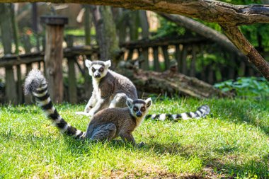 Halka kuyruklu lemur hayvanat bahçesinde çimlerde lemurlarla oynuyor.