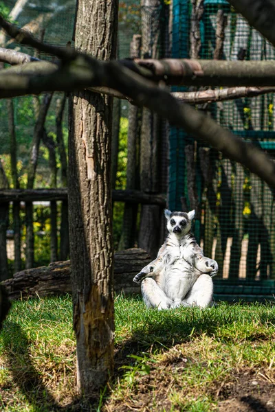 Lémurien Queue Cerclée Jouant Lémurien Sur Herbe Dans Zoo — Photo