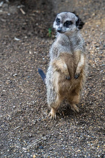 Suricata Aranyos Őrzője Család Jólétének — Stock Fotó