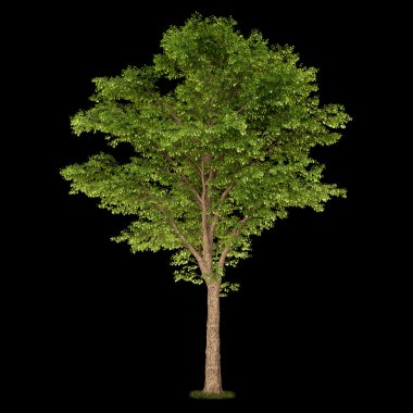 Isolated deciduous tree on a black background clipart