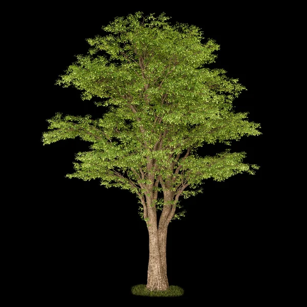 Изолированное лиственное дерево на черном фоне — стоковое фото