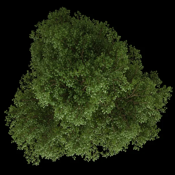 Вид сверху. Изолированное лиственное дерево на черном фоне — стоковое фото