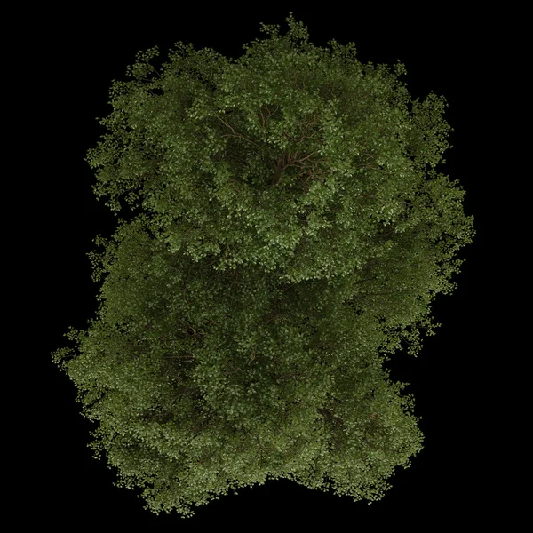 Bovenaanzicht. Geïsoleerde bladverliezende boom op een zwarte achtergrond — Stockfoto