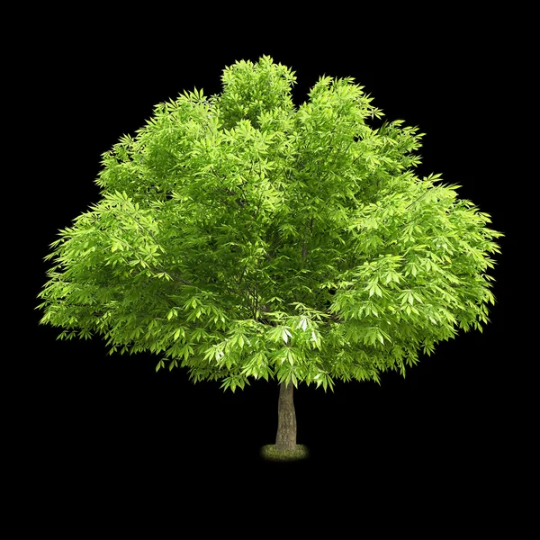 Izolované listnatý strom na černém pozadí — Stock fotografie