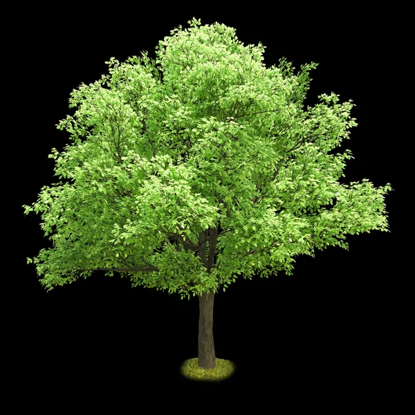 Isolated deciduous tree on a black background — Stock Photo, Image