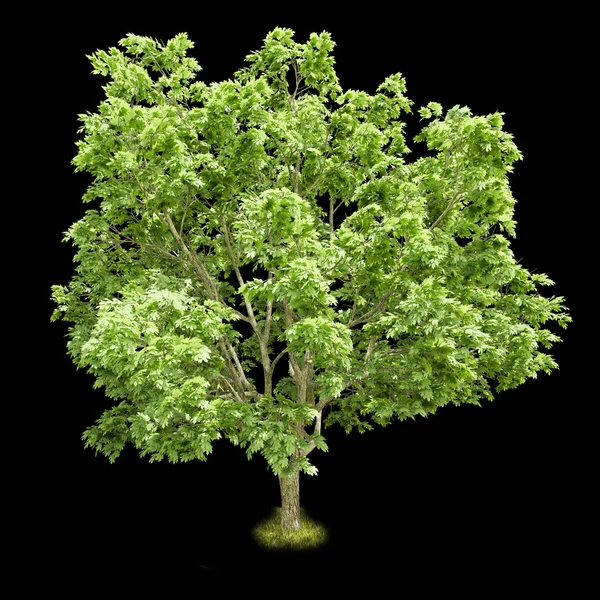 Izolované listnatý strom na černém pozadí — Stock fotografie