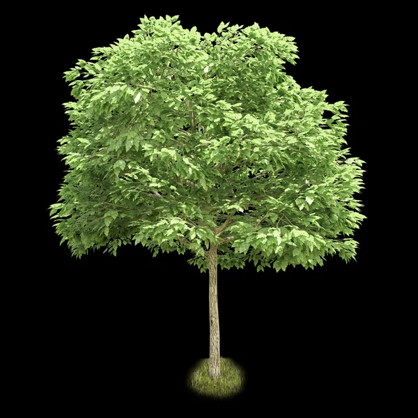 Изолированное лиственное дерево на черном фоне — стоковое фото
