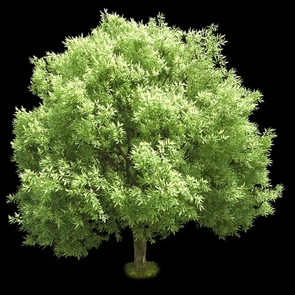 Isolated deciduous tree on a black background. 3D illustration — Stockfoto
