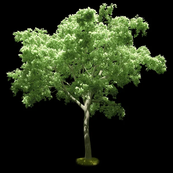 Drzewo liściaste na białym na czarnym tle. ilustracja 3D — Zdjęcie stockowe
