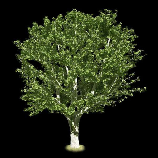 Isolated deciduous tree on a black background. 3D illustration — Stockfoto