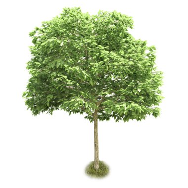 Beyaz arkaplanda izole edilmiş tek ağaç