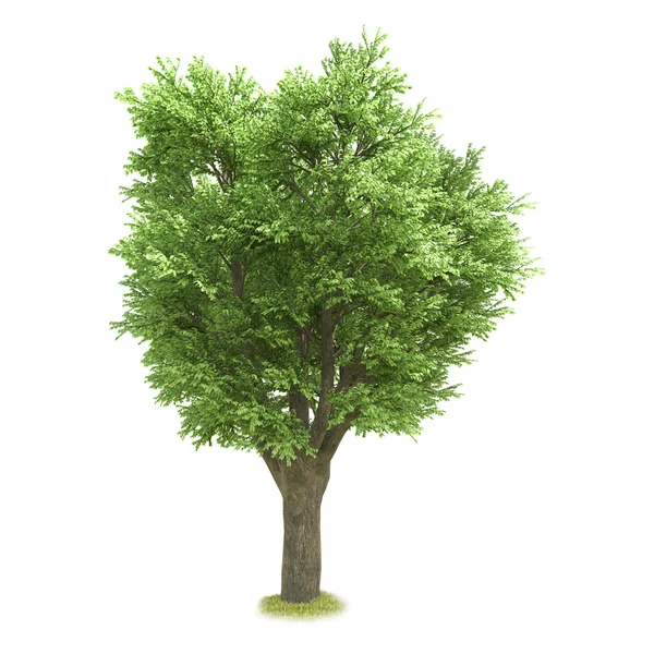 Einzelner Baum isoliert auf weißem Hintergrund — Stockfoto