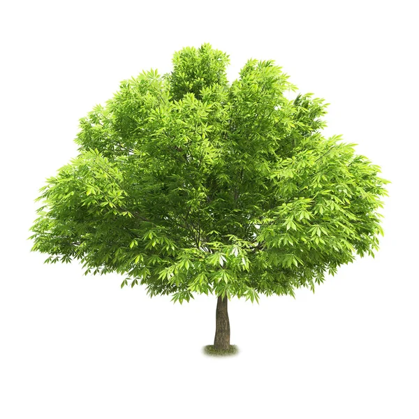 Single tree isolated on white background — Stock Photo, Image