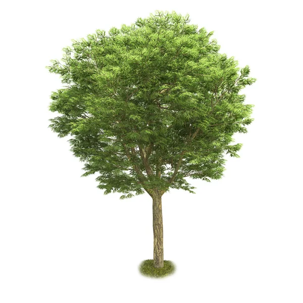 Árvore única isolada sobre fundo branco — Fotografia de Stock