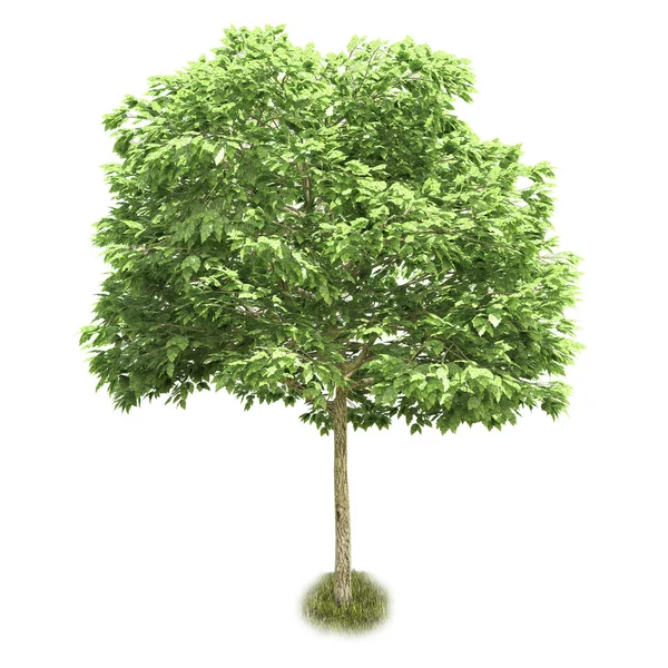 Single tree isolated on white background — Stock Photo, Image