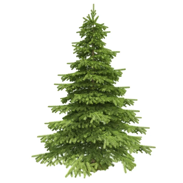 Single pine tree isolated on white background Royalty Free Stock Images