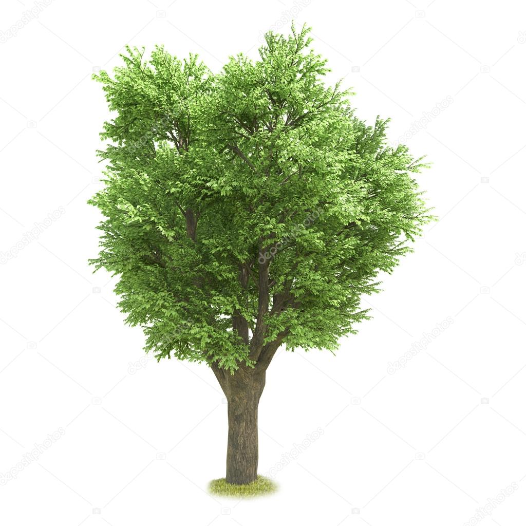Singolo albero isolato su sfondo bianco — Foto stock di © Studiotan  #128323538, image size:1024x1024