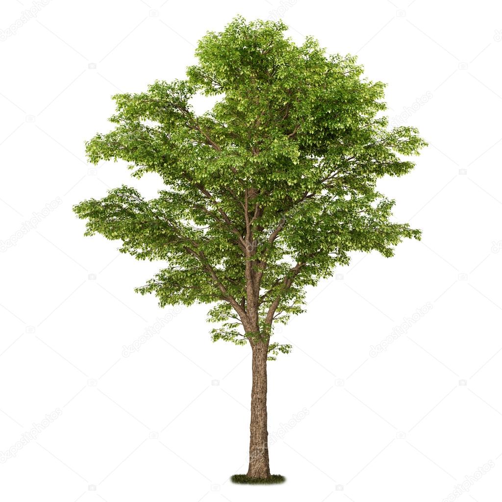 Single tree isolated on white background