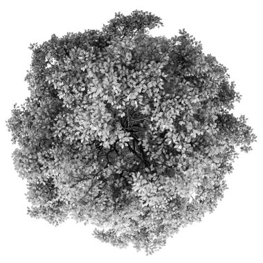 Siyah ve beyaz ağaç izole