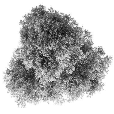 Siyah ve beyaz ağaç izole