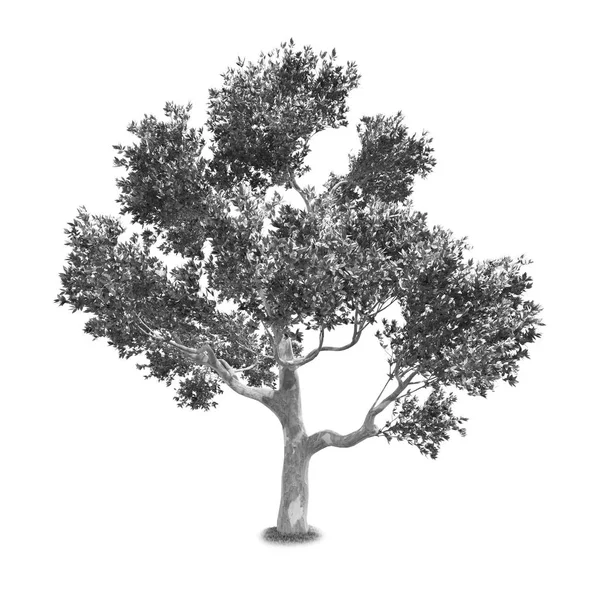 Pojedyncze drzewo izolowane na białym tle — Zdjęcie stockowe