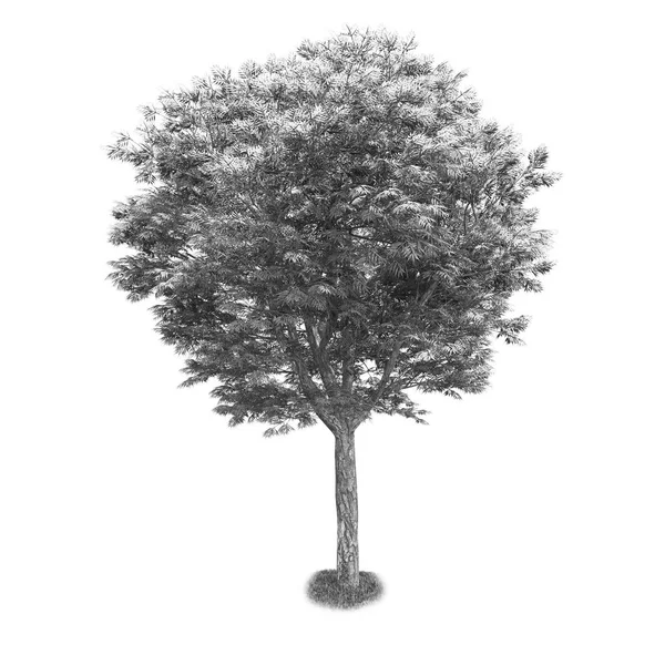 Schwarzer und weißer Baum isoliert — Stockfoto