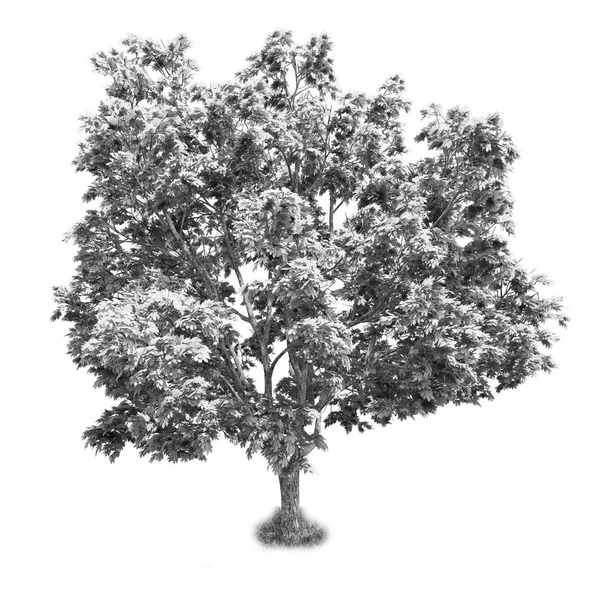 Árbol blanco y negro aislado — Foto de Stock