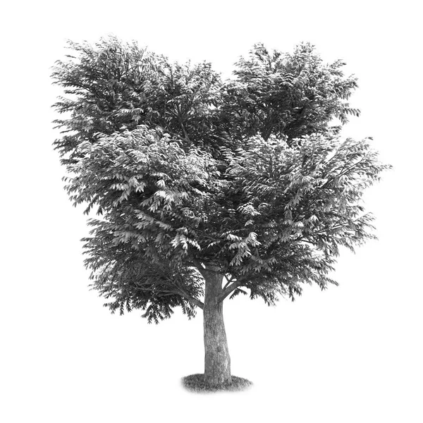 Siyah ve beyaz ağaç izole — Stok fotoğraf