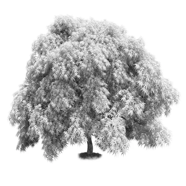 Czarno-biały drzewo na białym tle — Zdjęcie stockowe