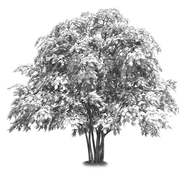 Árvore preta e branca isolada — Fotografia de Stock