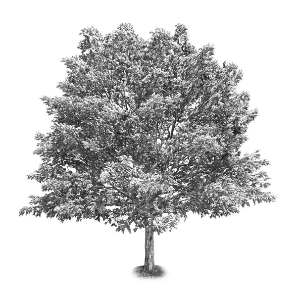 分離された黒と白のツリー — ストック写真
