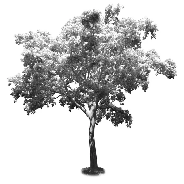 Czarno-biały drzewo na białym tle — Zdjęcie stockowe