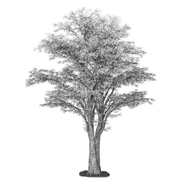 Árbol blanco y negro aislado — Foto de Stock