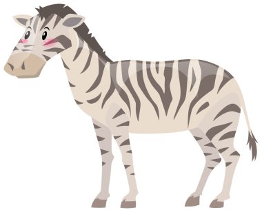 Zebra ayakta beyaz arka plan üzerinde