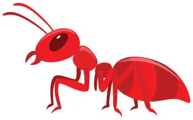 Beyaz zemin üzerine kırmızı karınca