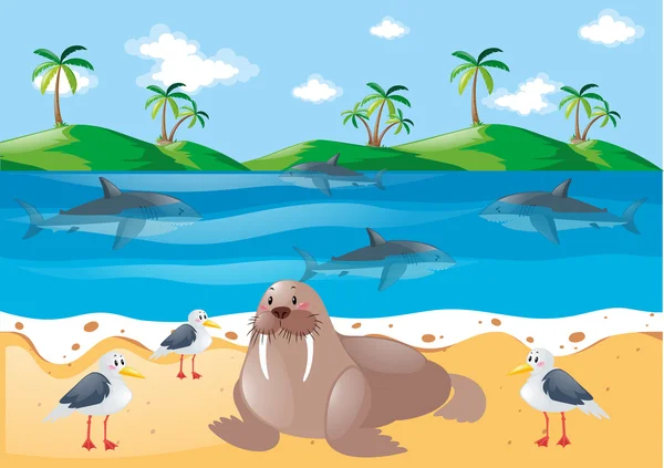 สัตว์ทะเลและนกพิราบบนชายหาด — ภาพเวกเตอร์สต็อก